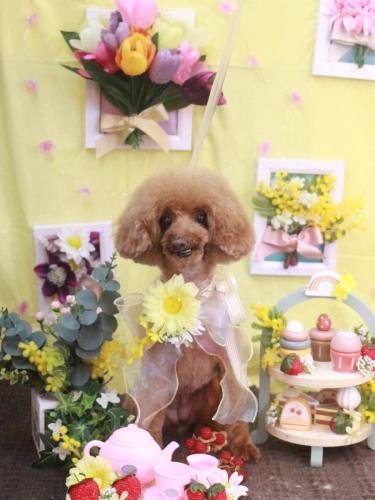 20230307ラムちゃん